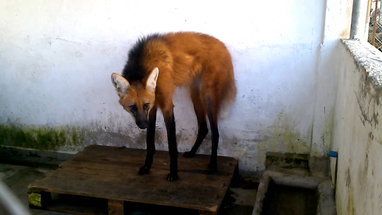 Lobo Guará visita Pindamonhangaba