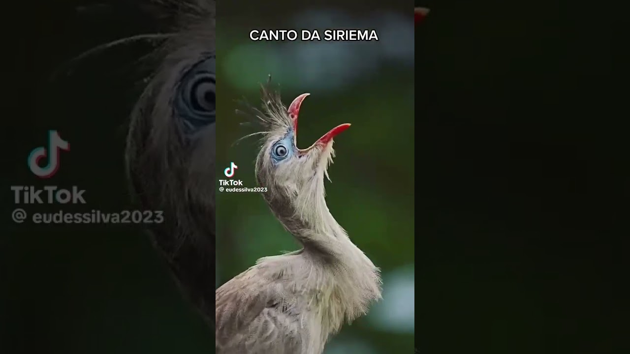 Siriema Cantando - Canto da Siriema