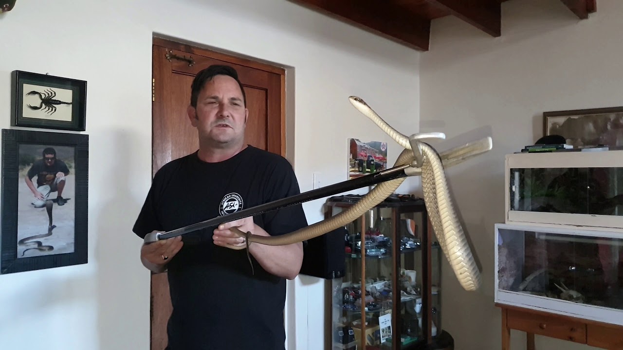 Female Boomslang - Most Venomous snake in Africa and being such a sweetheart