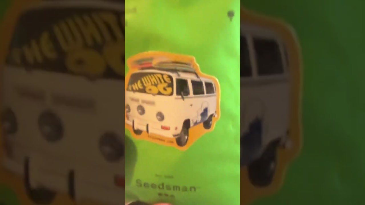 Og kush and the white og germinating #plants #grow #seed