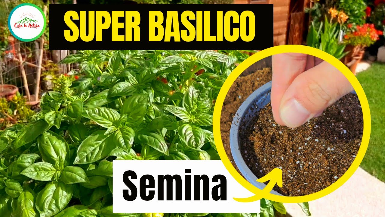 Basilico - Come e Quando Seminarlo e che substrato UTILIZZARE..