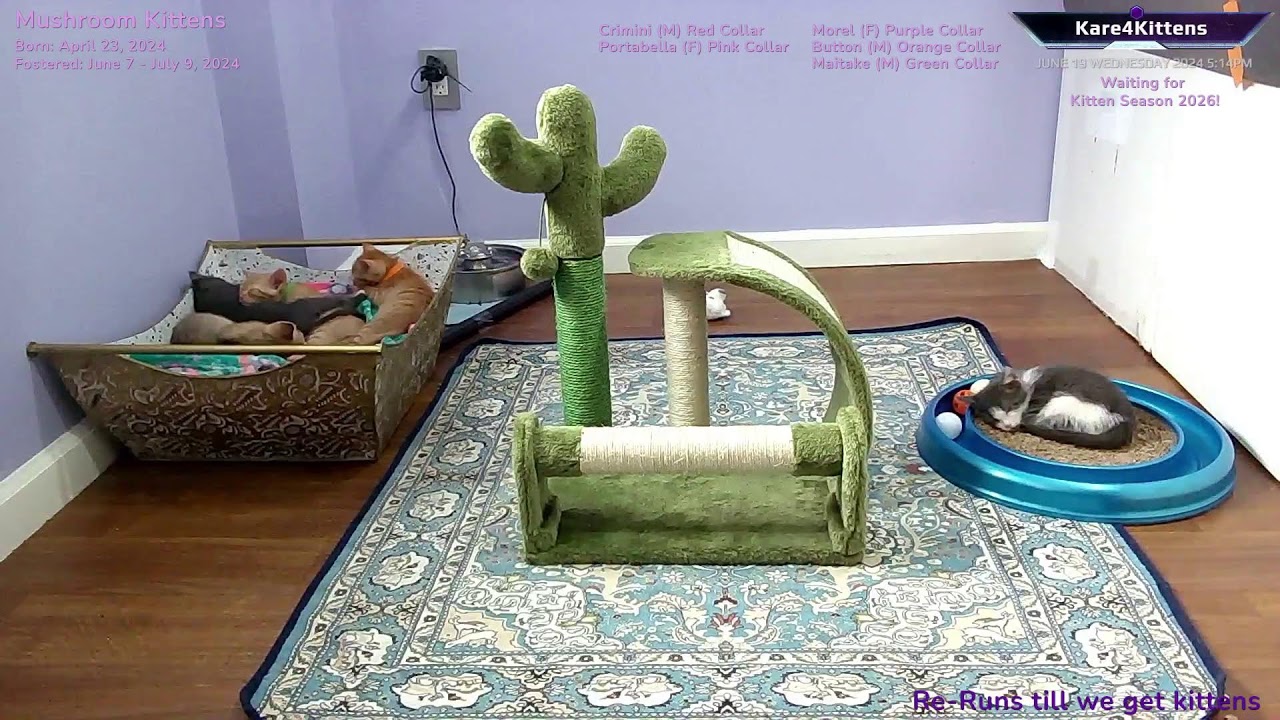 Just Kitten Around ReRuns- Relax while watching foster kittens sleep, play and grow up!