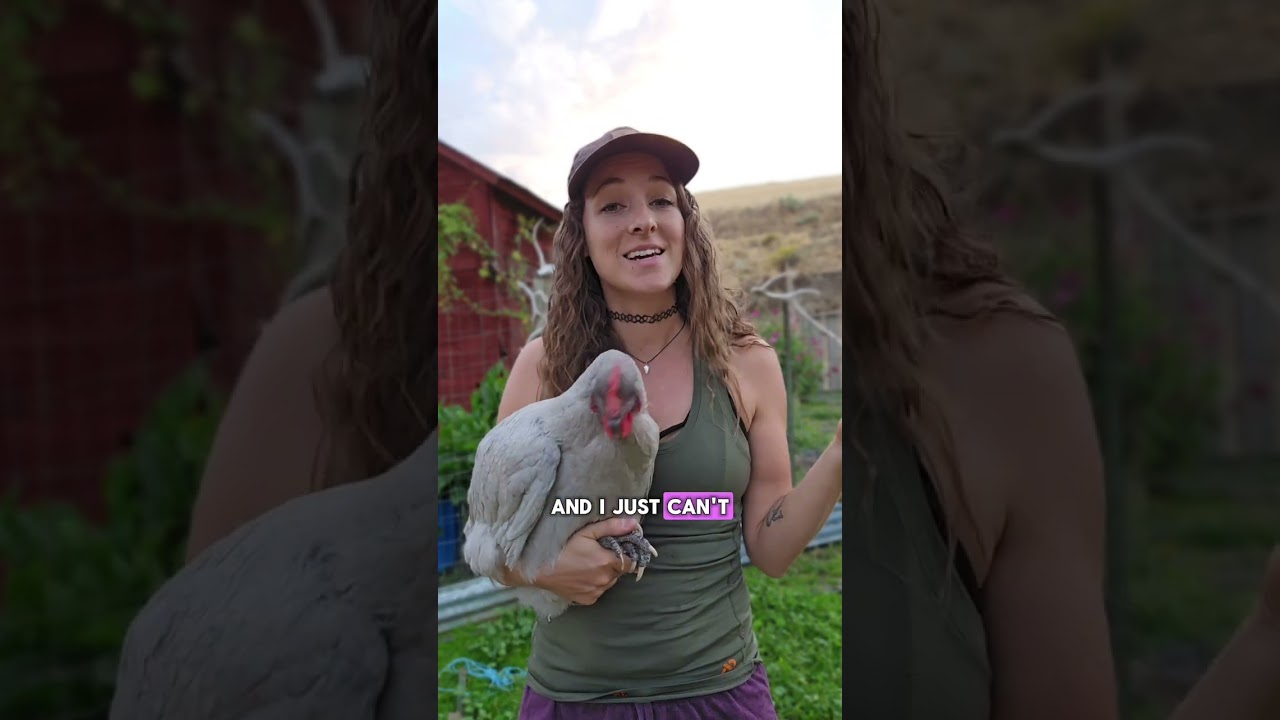 favorite chicken breed