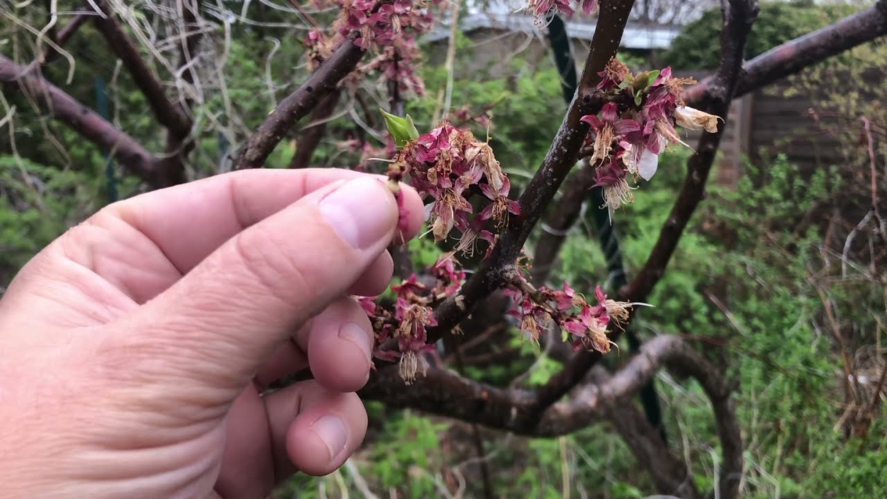 Résultat de la pollinisation de mon abricotier :-)