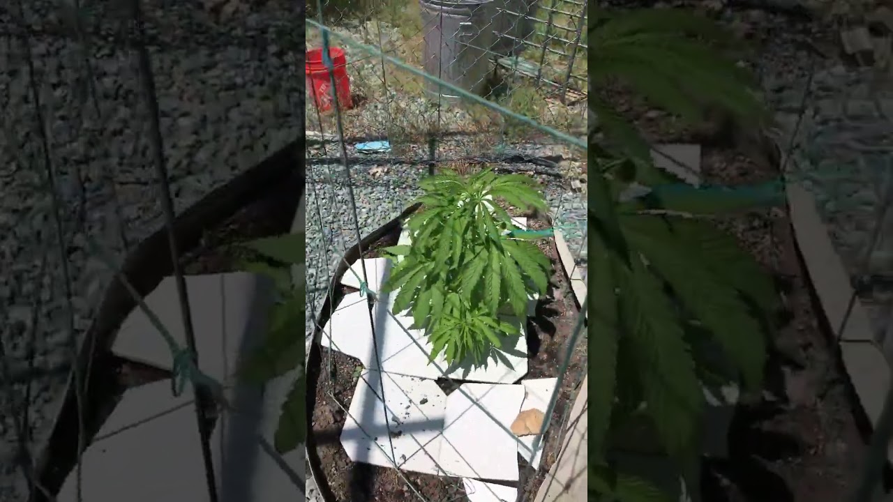 Humboldt Dream Humboldt seed co week 7