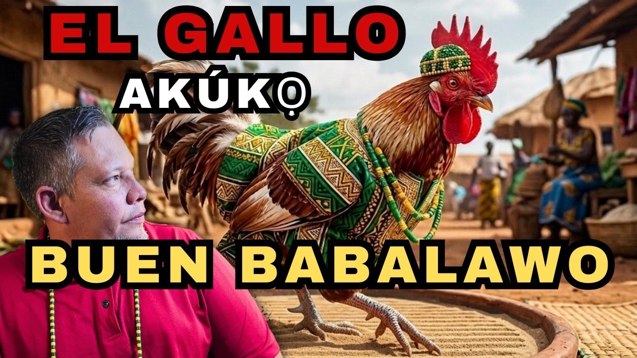 SABIAS que el GALLO es un BABALAWO  con mucho conocimiento ( Okana Meji ) 