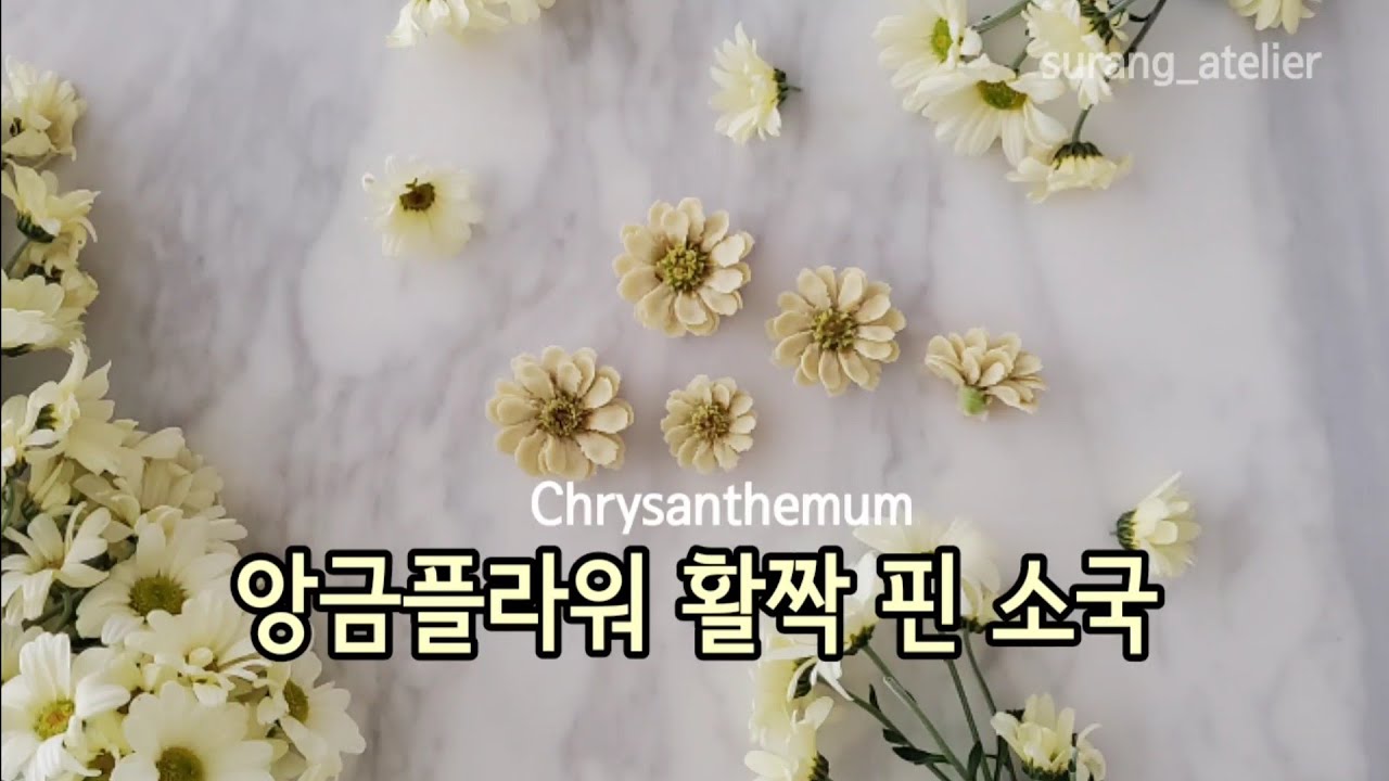 앙금플라워 활짝 핀 소국짜기 국화 Chrysanthemum piping