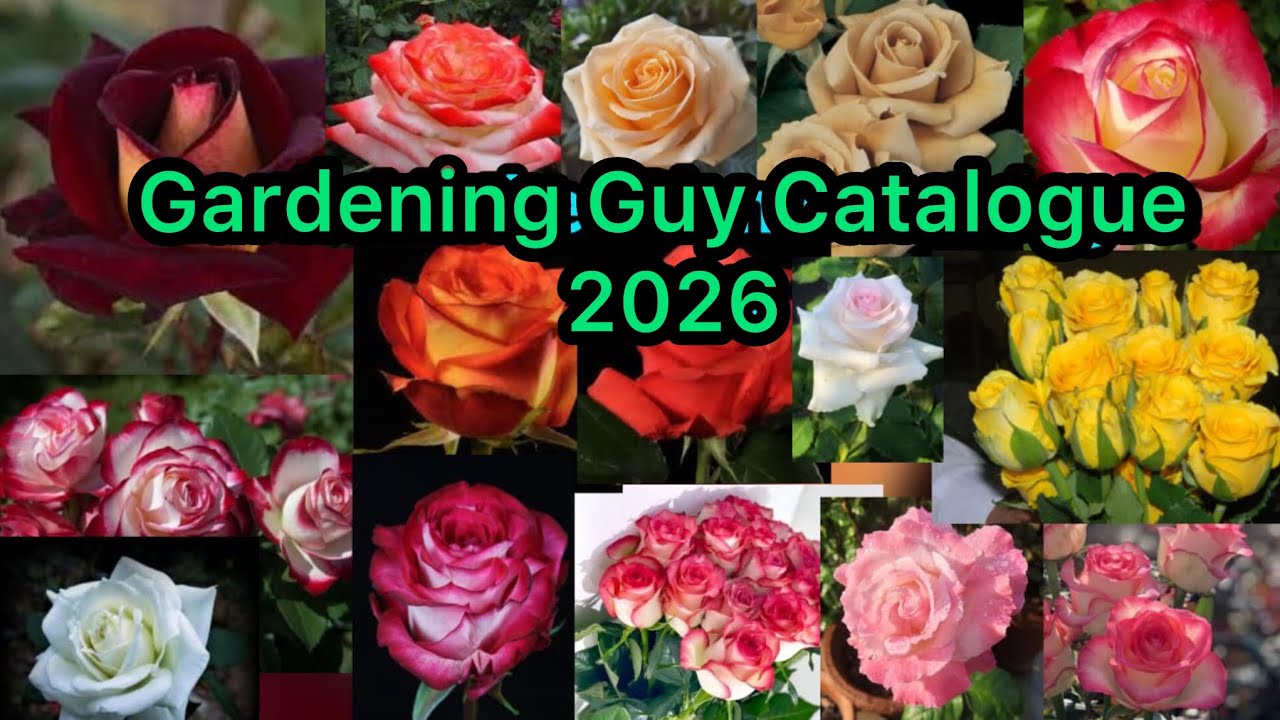 😍New Catalogue 2026 Out Now😍Mother Rose Plants For Sale🌹New Varieties😱WhatsApp-8250221446