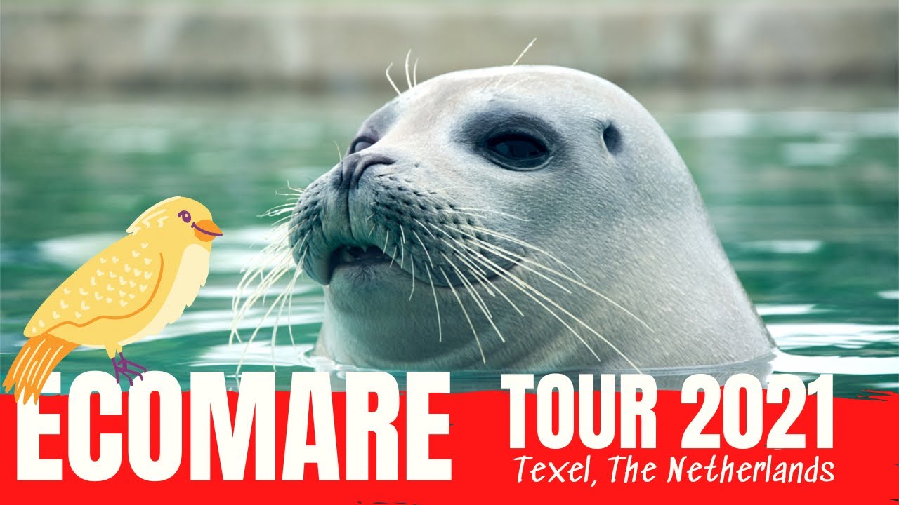 ECOMARE 🦭 | SPLENDID DAY TRIP for all ages | Texel - The Netherlands