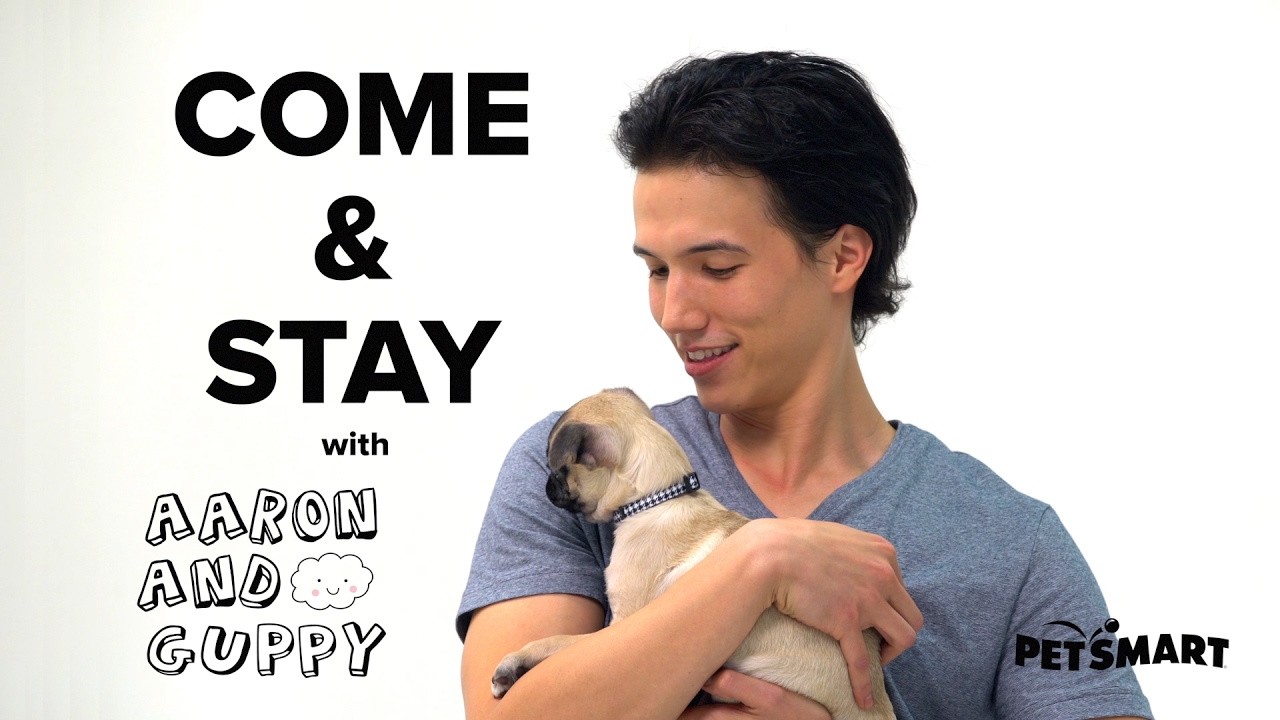 PetSmart Puppy Training: Come and Stay Cues