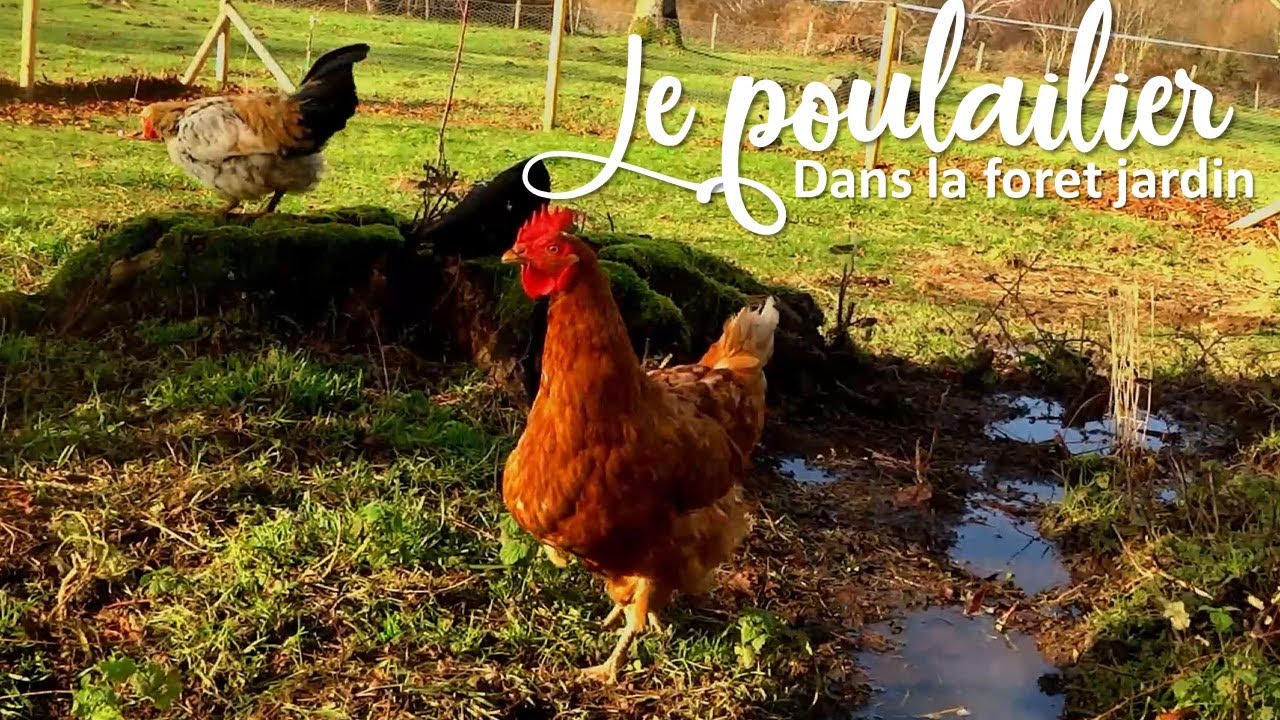 Le poulailler : début de son aménagement en forêt jardin avec des fruitiers originaux !
