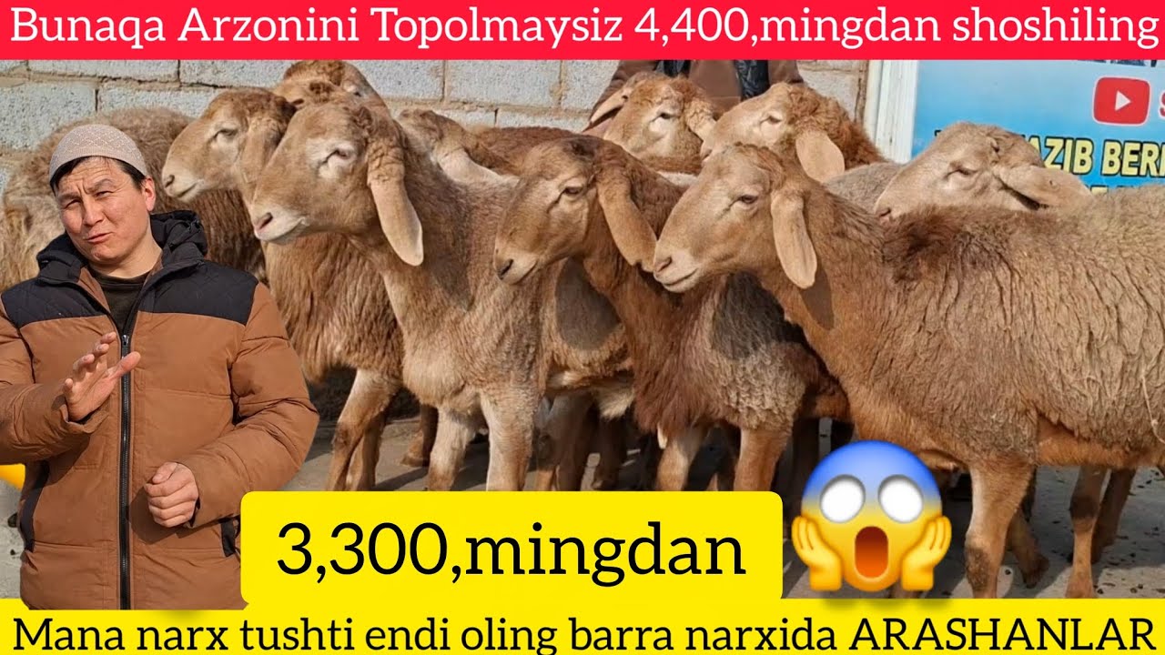 😱 ARASHAN qoʻchqorlar barra narxida juda arzoni shoshilang 