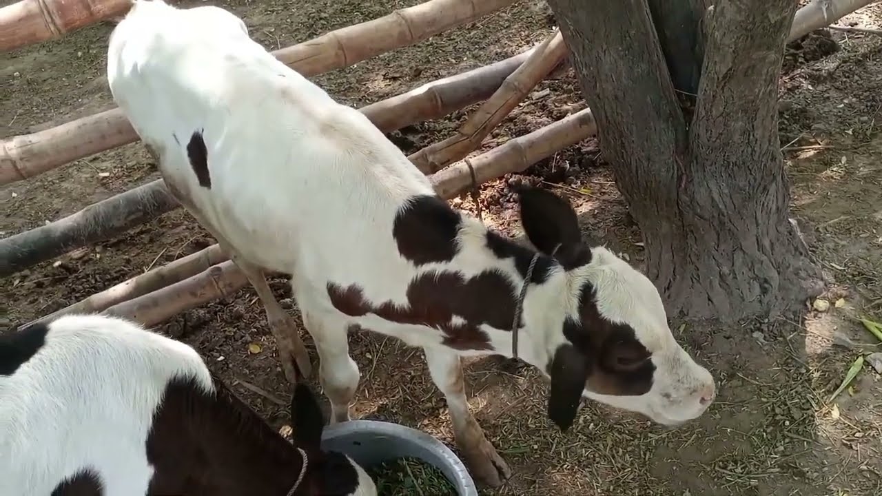 Animals For Kids | Farm Animals Sounds | Funniest Animal Video 