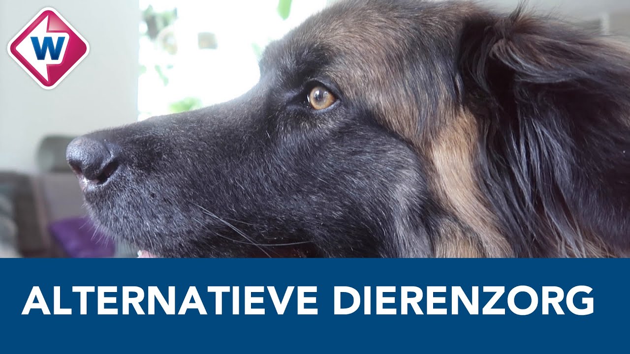 Bioresonantie bij dieren, een alternatieve geneeswijze - OMROEP WEST