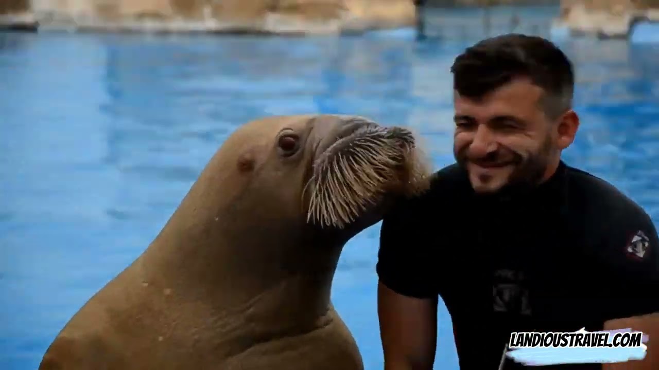 Dolphinarium Excursion Hurghada