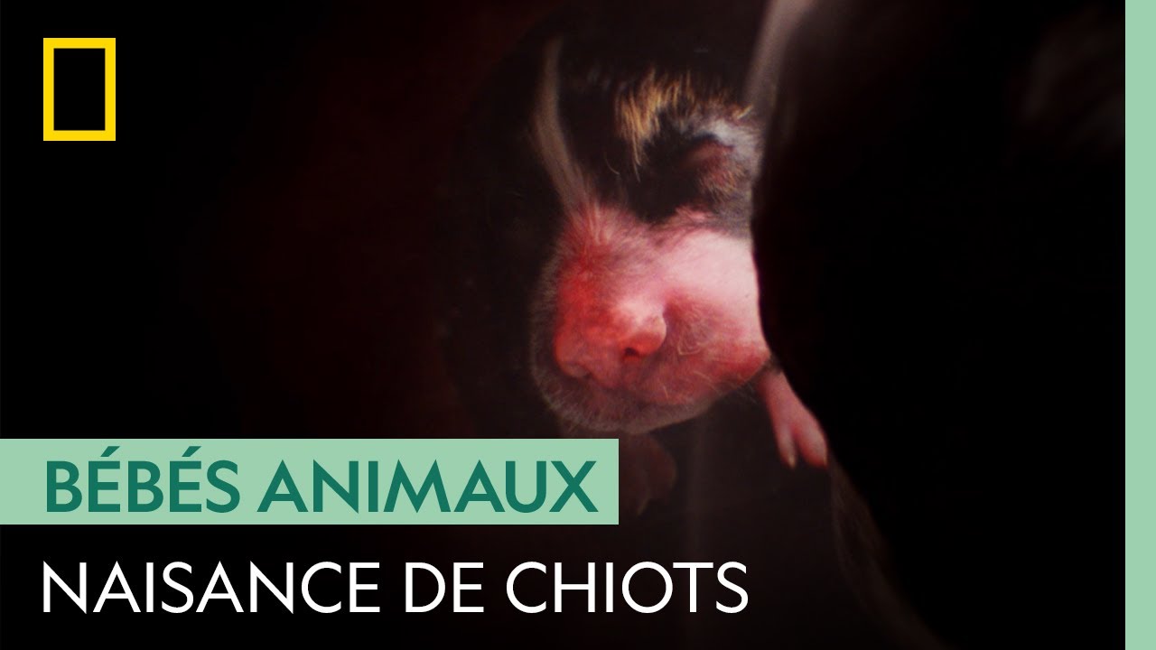 Mise bas de 4 chiots après 9 semaines de gestation | IN UTERO : LES ANIMAUX