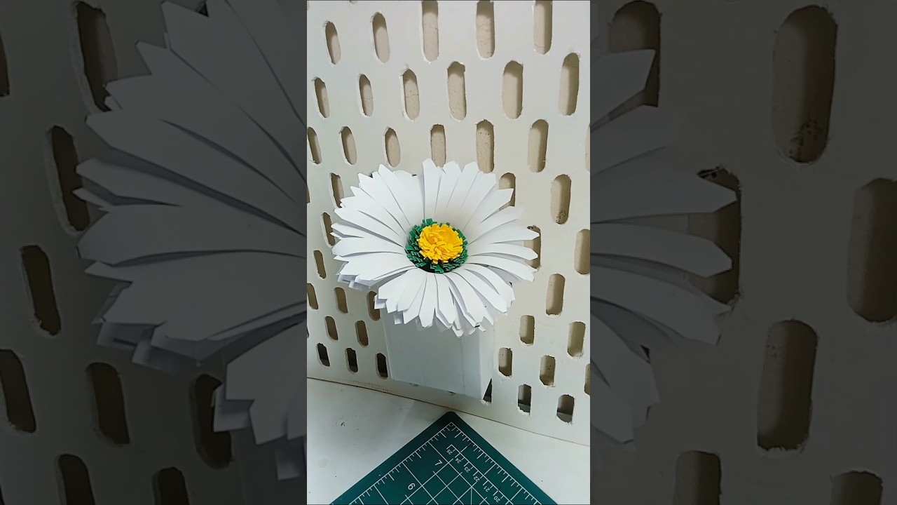daisy flower 