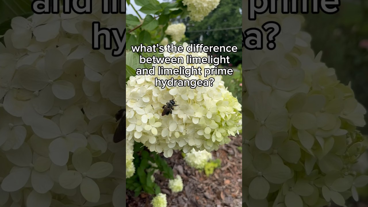 Plant Review: Limelight VS Limelight Prime #zone8a #garden