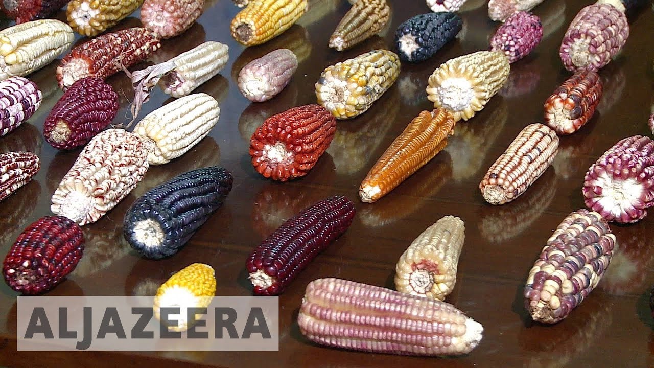 NAFTA: US-grown corn threatens Mexican crop heritage