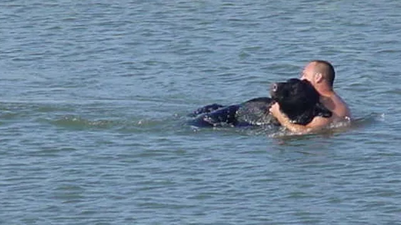 Медведь тонул в воде. От того, что сделал этот мужчина, бросает в пот