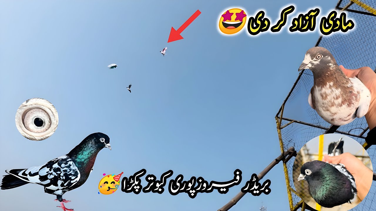Ferozpuri Breeder Kabootar Pakra 🥳 | Laakhi Bhaagh Gaee | Sheikhoo Pigeons Club
