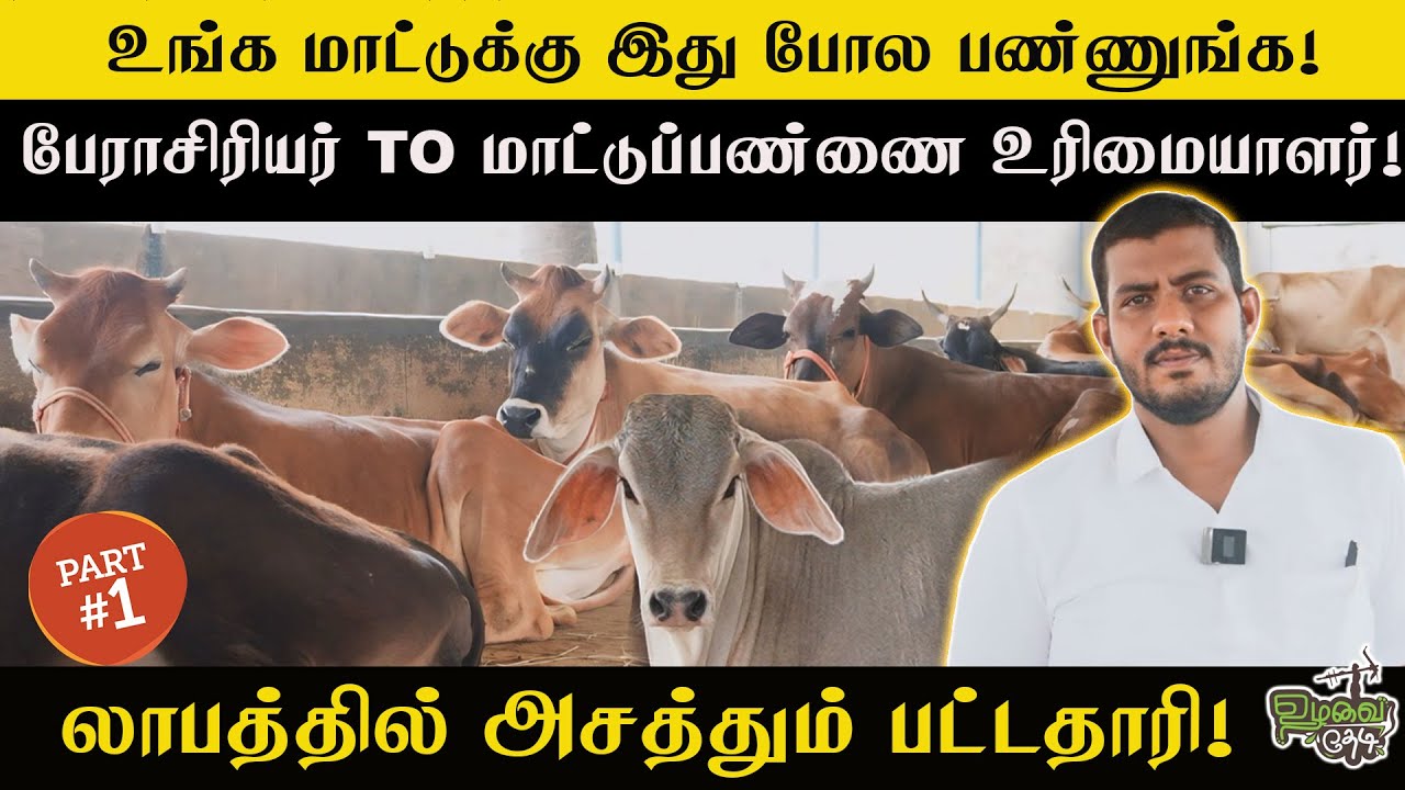 மாட்டுப்பண்ணை உரிமையாளர் Reveals Top Cattle Farming Secrets!