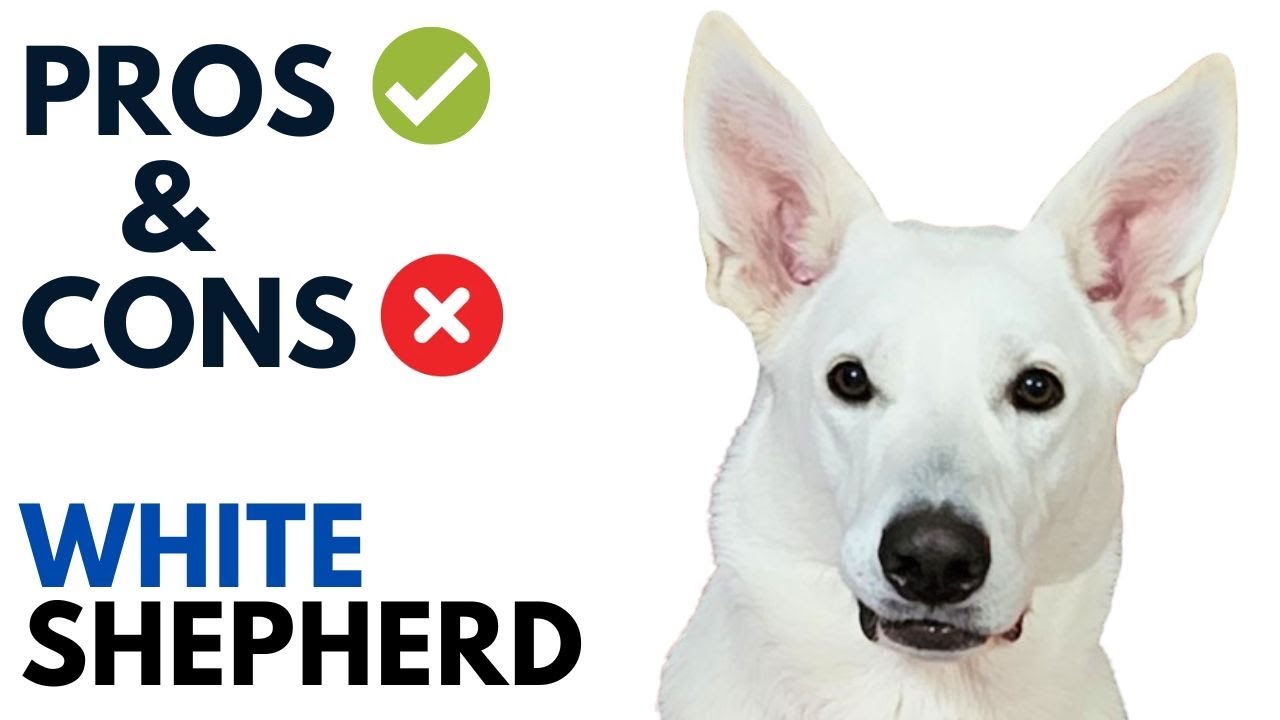 White Shepherd Pros and Cons | White German Shepherd Advantages and Disadvantages