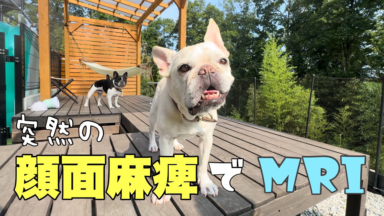 【内耳炎からの顔面麻痺】往復2時間かけてMIRをしに行くバタバタな6兄弟家