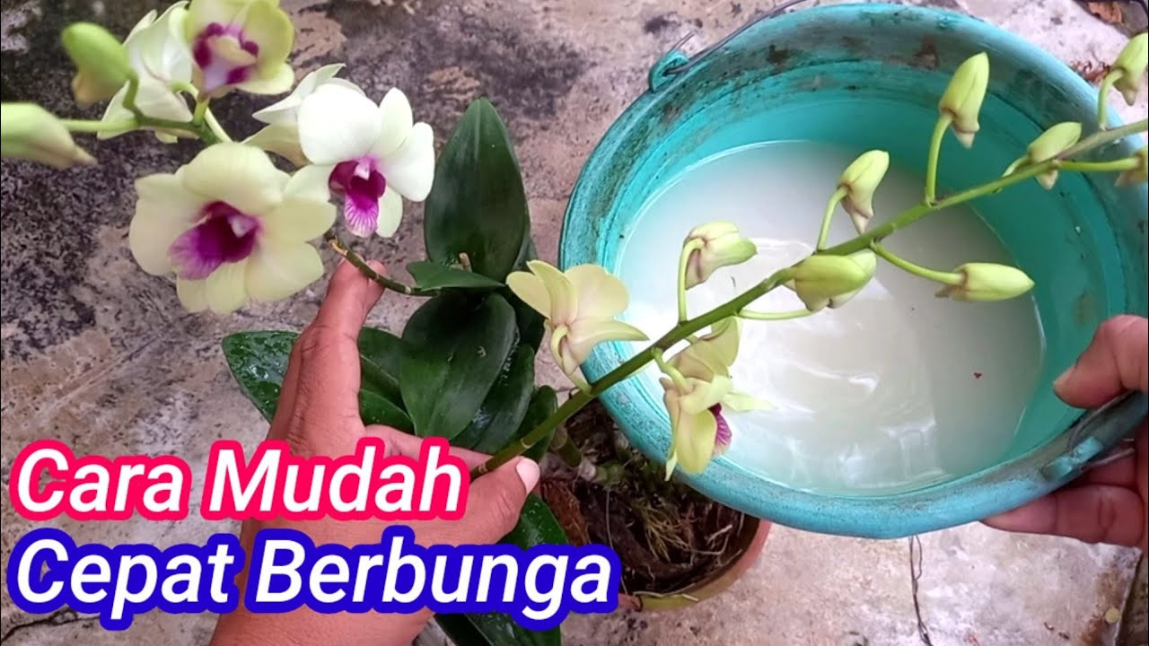 Cara Merawat Anggrek Agar Subur Cepat Berbunga
