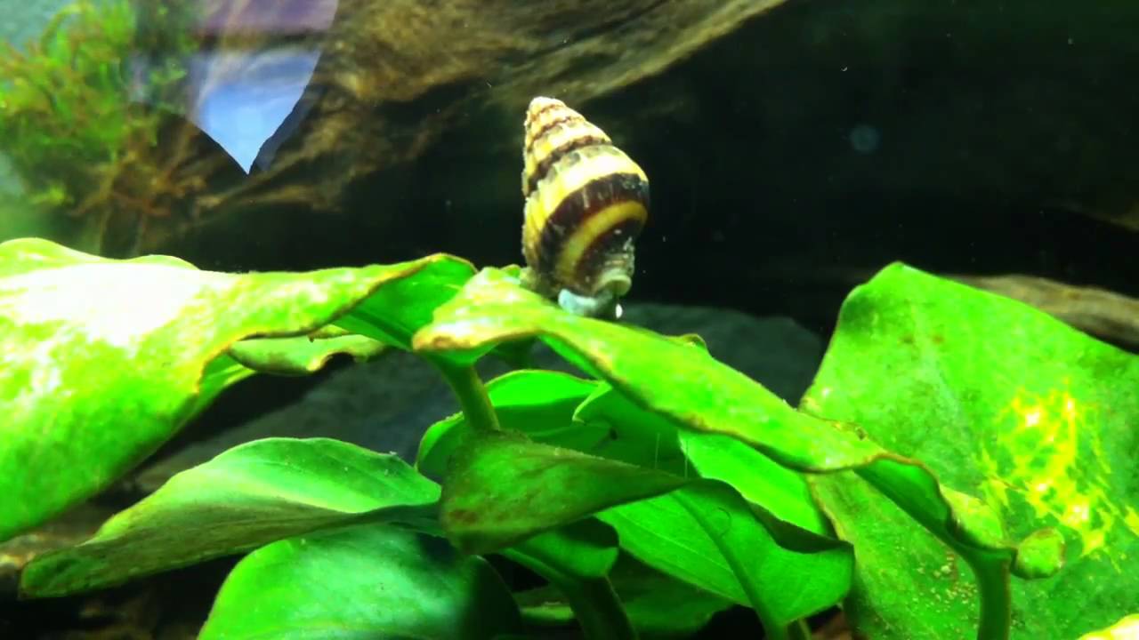 Anentome Helena beseitigt Schneckenplage (Raubschnecke)