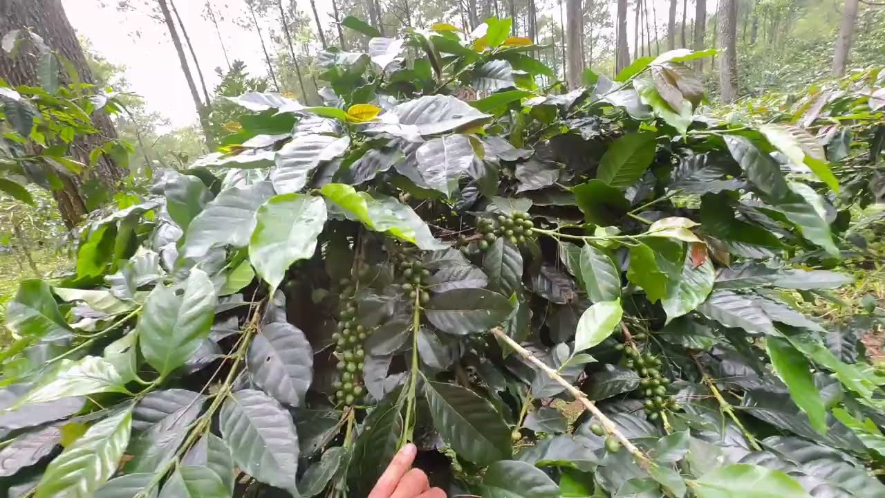 PEMANGKASAN KOPI ARABICA ARJUNO