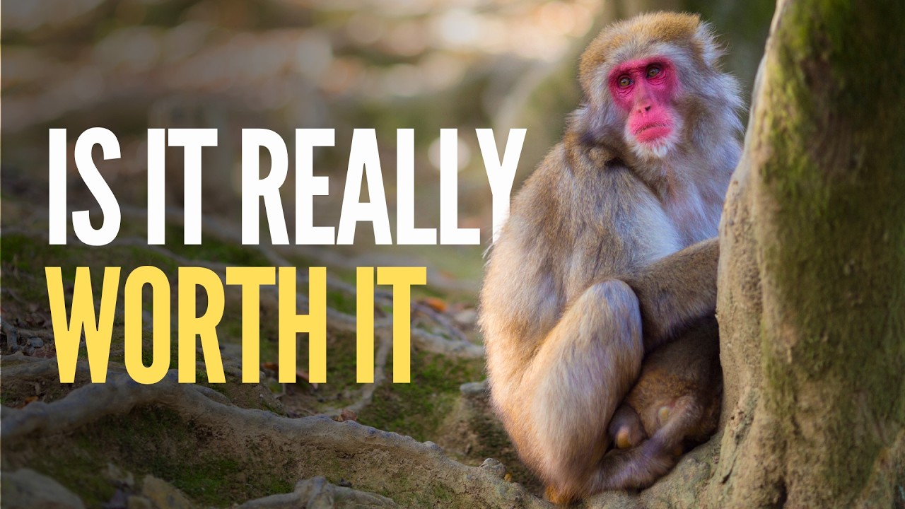 Arashiyama Monkey Park Kyoto 🇯🇵 — Is It Worth Visiting?