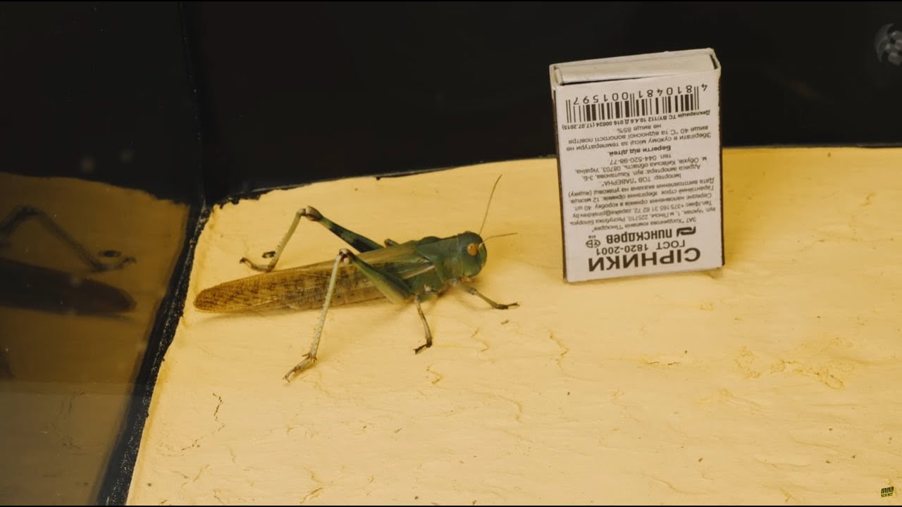 &iquest;Con qu&eacute; alimentar a una mantis religiosa en casa?