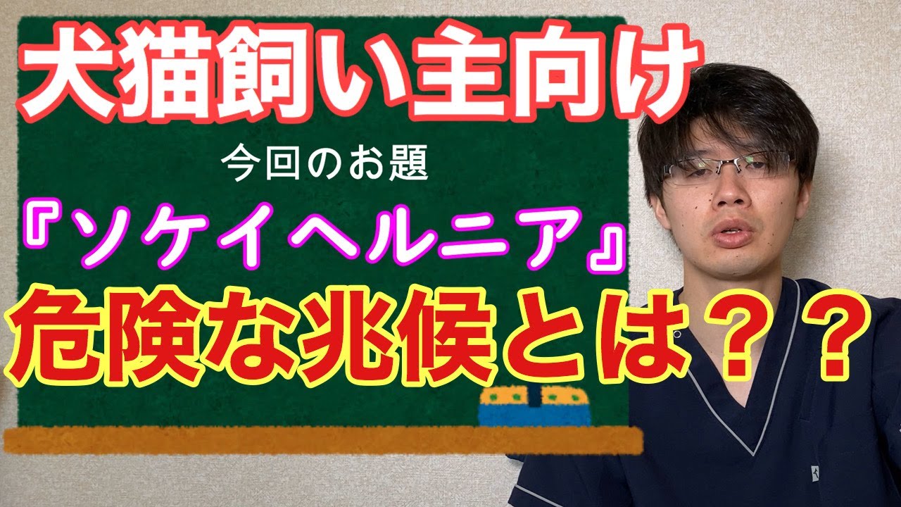 危険は突然やってくる？！犬猫のソケイヘルニアについてのお話【小動物獣医師のお話 Vol.26】