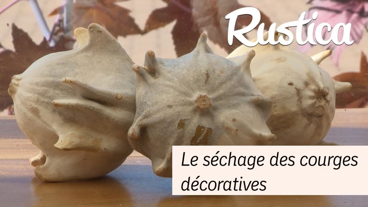 Le séchage des courges décoratives