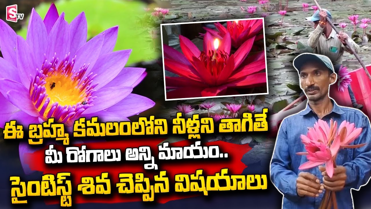 ఈ బ్రహ్మ కమలంలోని నీళ్లని తాగితే.. | Medicinal Values of Lotus Flowers | Lotus Pond | SumanTV Telugu