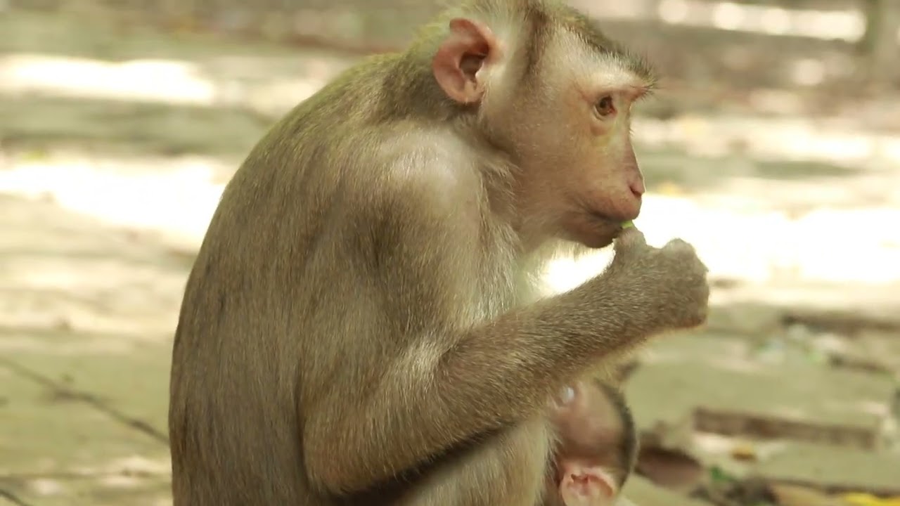 Mama Julie Very Hungry Food after Give Milk To Her Cub  on July13,2024 /SMO..28