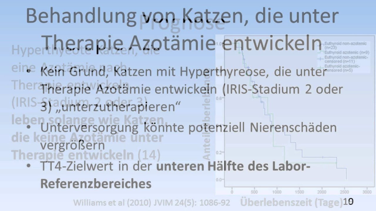 Höhen und Tiefen der Hyperthyreose bei der Katze