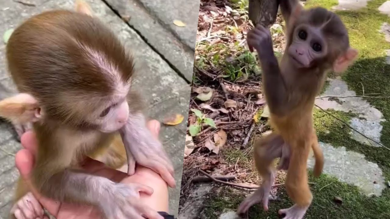 Monkey video compilation 🐒 funny monkey video companion 🐵 funny monkey video compilation
