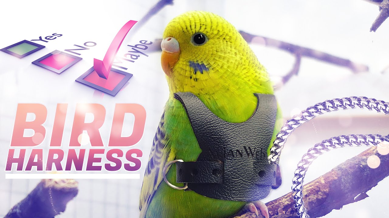 BUDGIE HARNESS 🤪 This is Why You Should Not Get it!