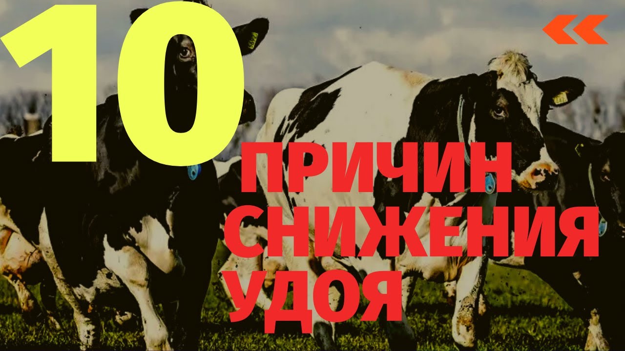 10 причин снижения удоя на ферме. Обзор от зоотехника-практика.