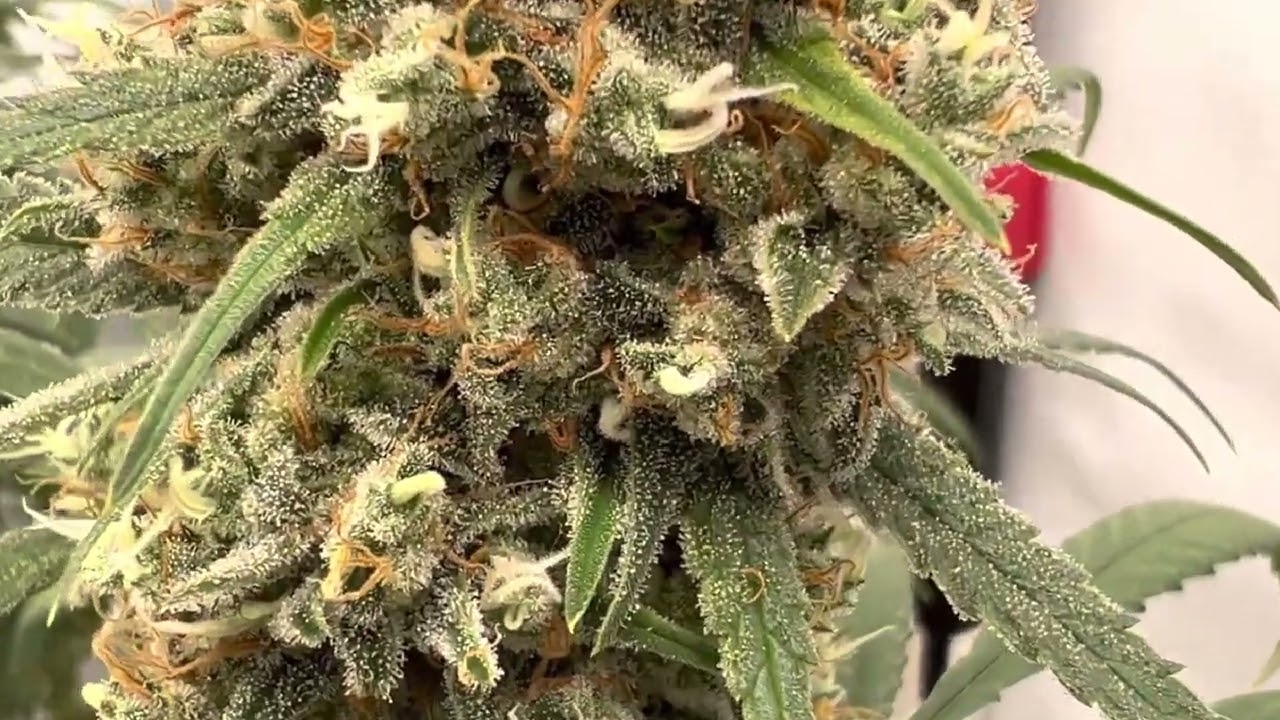 Growing marijuana at home under mars Hydro LEDs