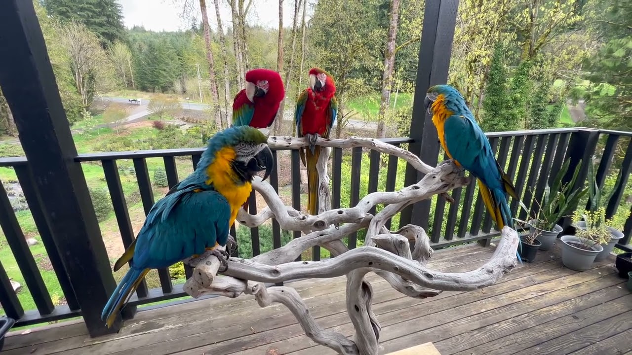 Macaw Parrots ep. 23 | Daddy & Mommy 4D Caws | Talking Parrots | Thank You For Supporting Kigi Birds