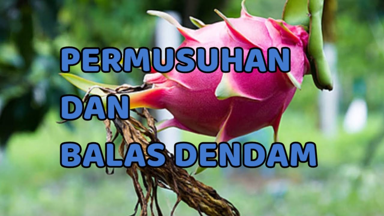 🎆 PERMUSUHAN DAN BALAS DEND4M 🎆