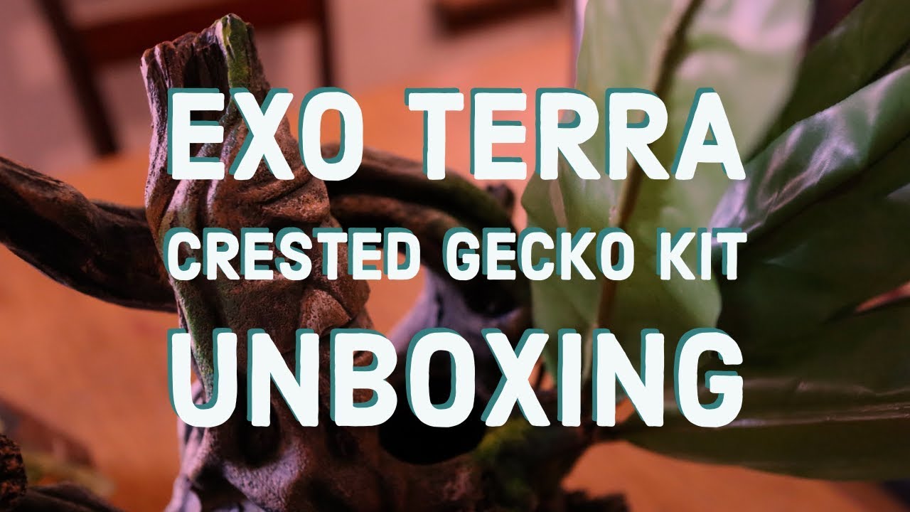 Exo Terra Crested Gecko Kit Unboxing and Setup