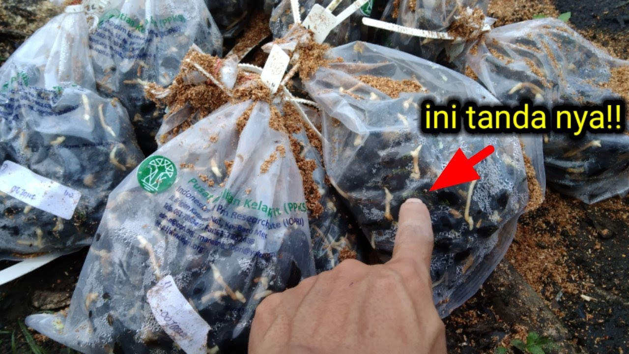 JARANG DI BAHAS DI PUBLIK || Cara mudah membedakan bibit ppks asli dengan bibit ppks palsu !!