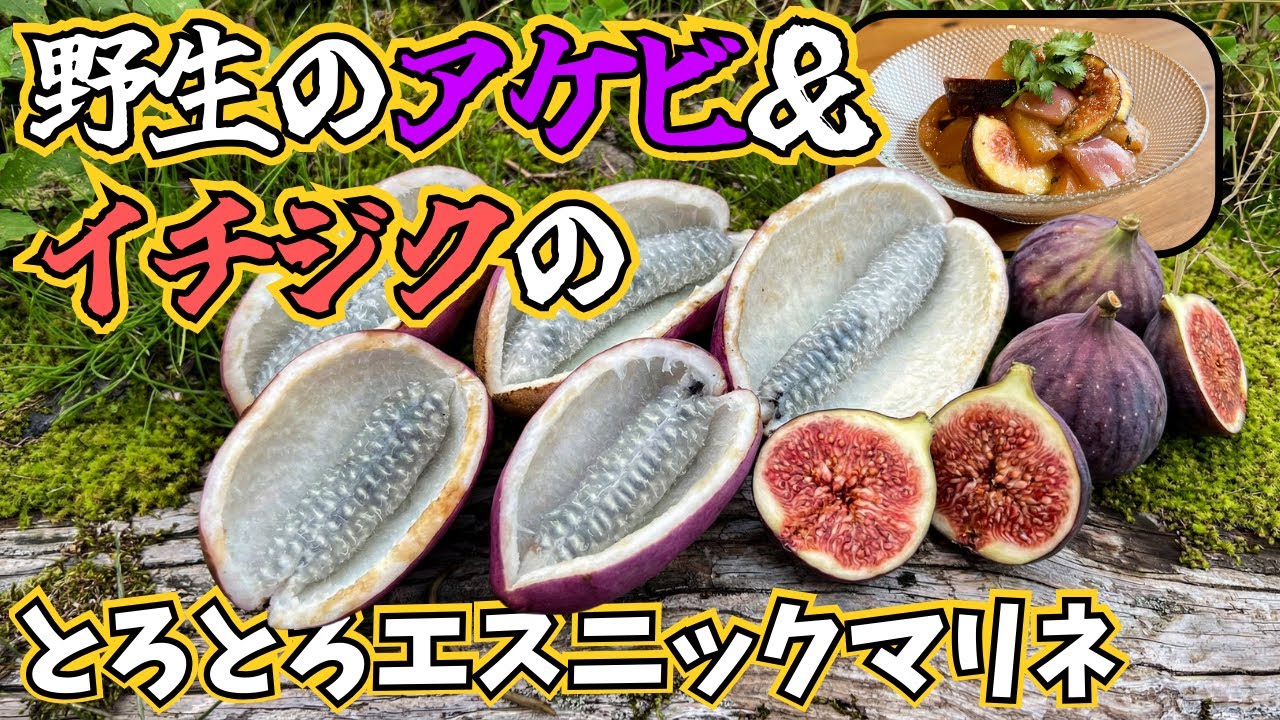 【野食レシピ】野生アケビとイチジクを収穫してエスニックマリネ作ってみた