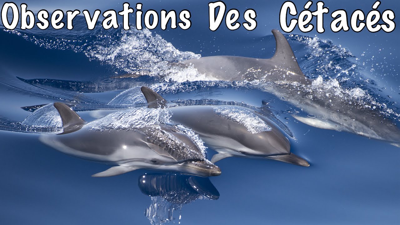 Observations Des Cétacés - Milieu Naturel - Var
