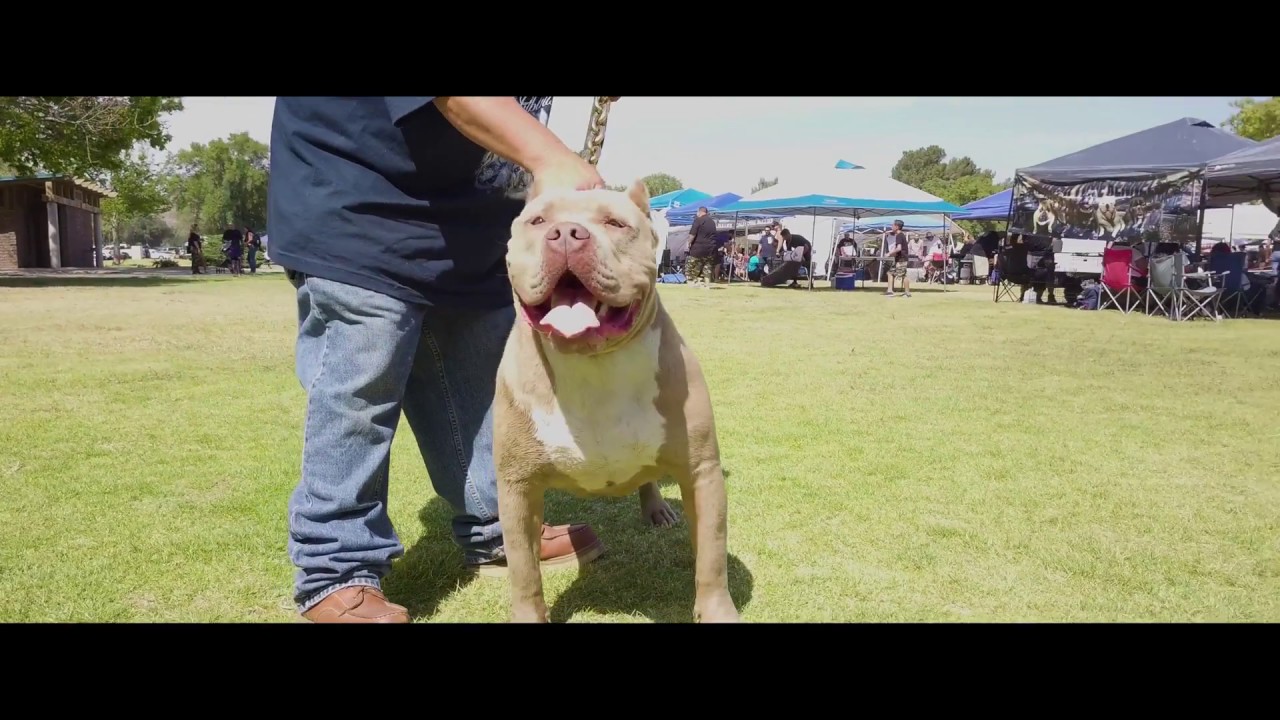 USBR 12th annual Cinco de Mayo Bully show 2018 in 4k
