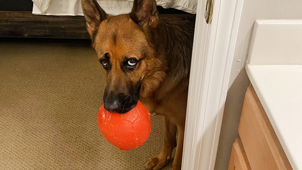 When Your German Shepherd Dog Acts Like You Ruined the Relationship! 😂